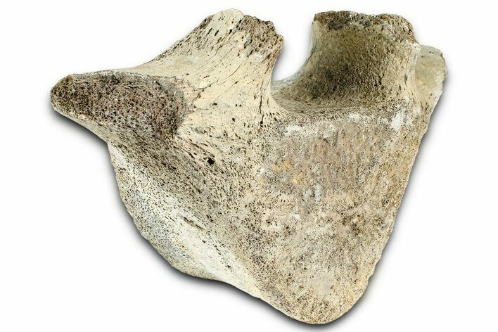 Fossil Whale Thoracic Vertebra - Yorktown Formation #362086